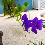 Saunders 3Bd Beach Cottage